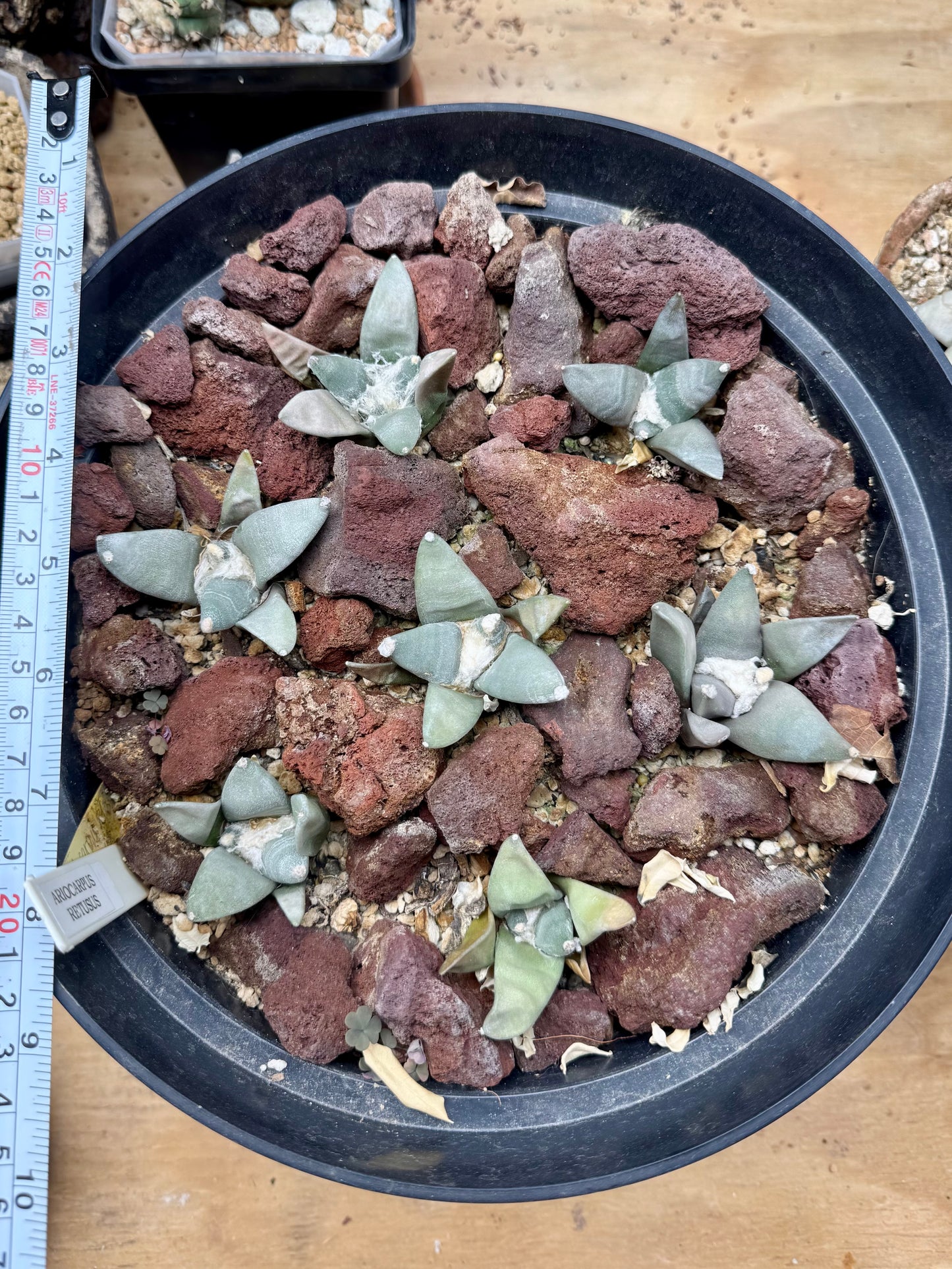 Ariocarpus Retusus cv. Furfuraceus 7-pack