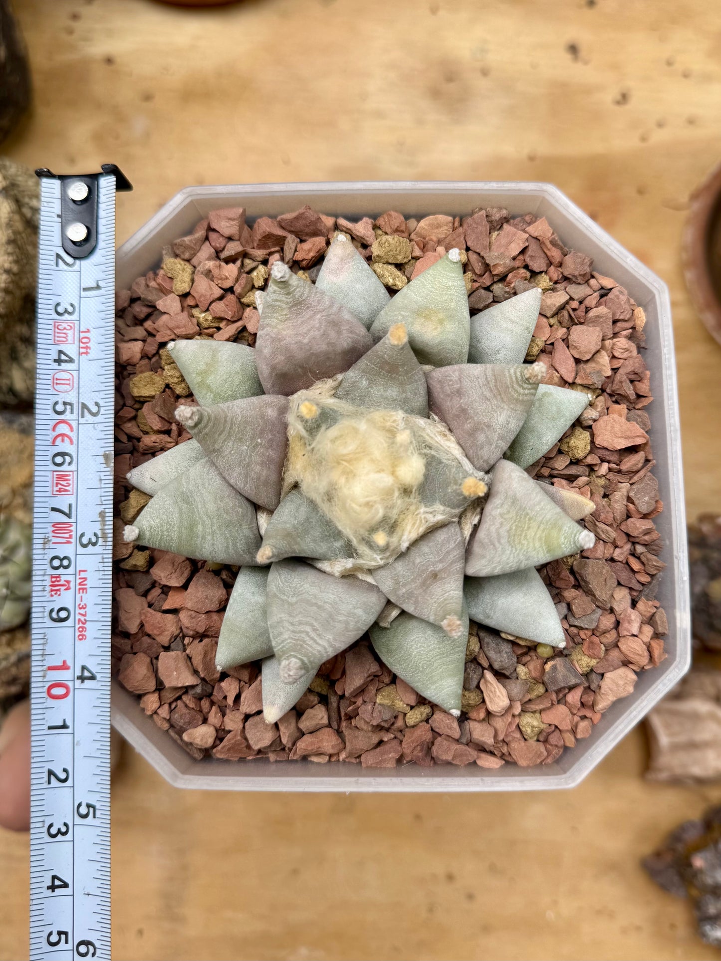 Ariocarpus Retusus cv. Furfuraceus (hard grown)