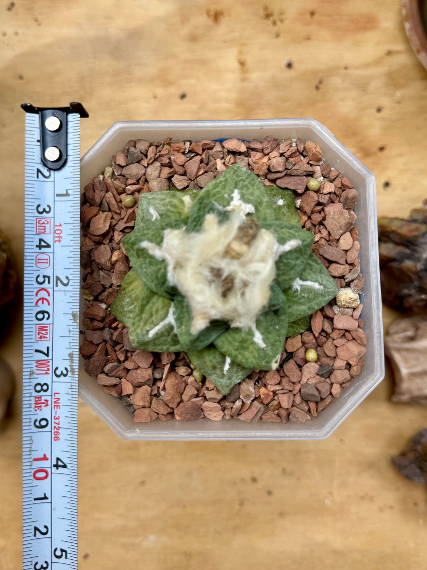 Ariocarpus Fissuratus