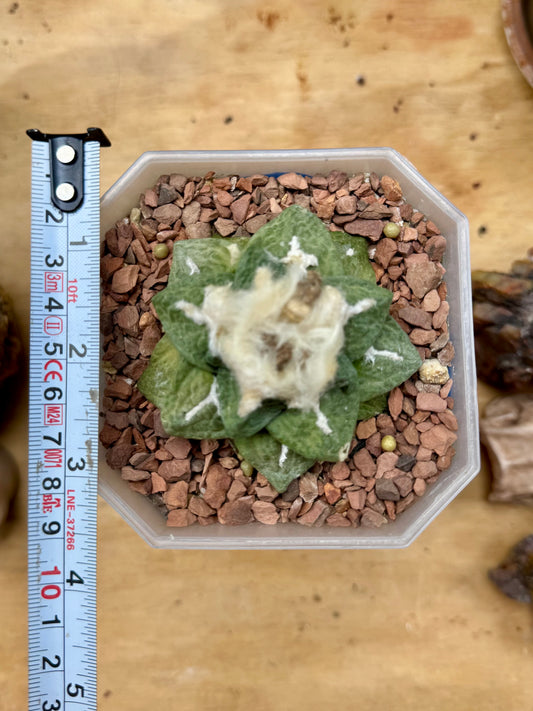 Ariocarpus Fissuratus
