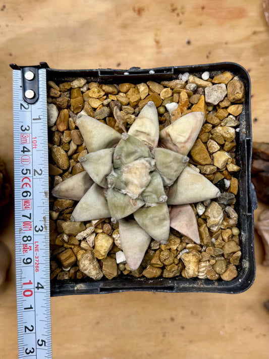 Ariocarpus Retusus cv. Furfuraceus (hard grown)